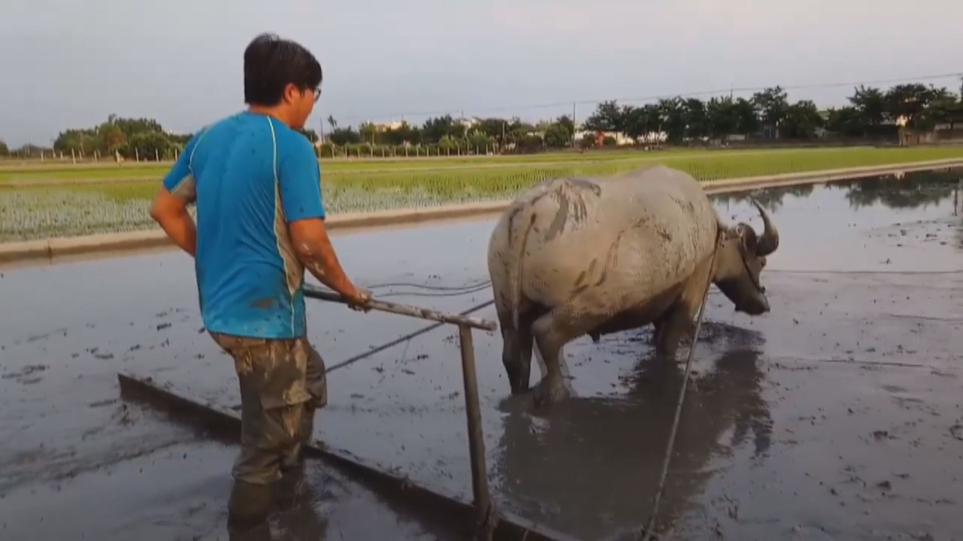 不要耕牛說再見｜幾乎被時代遺忘的台灣牛 我們的島
